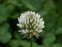 /album/fiori-selvatici/trifoglio-ladino-trifolium-repens-jpg/